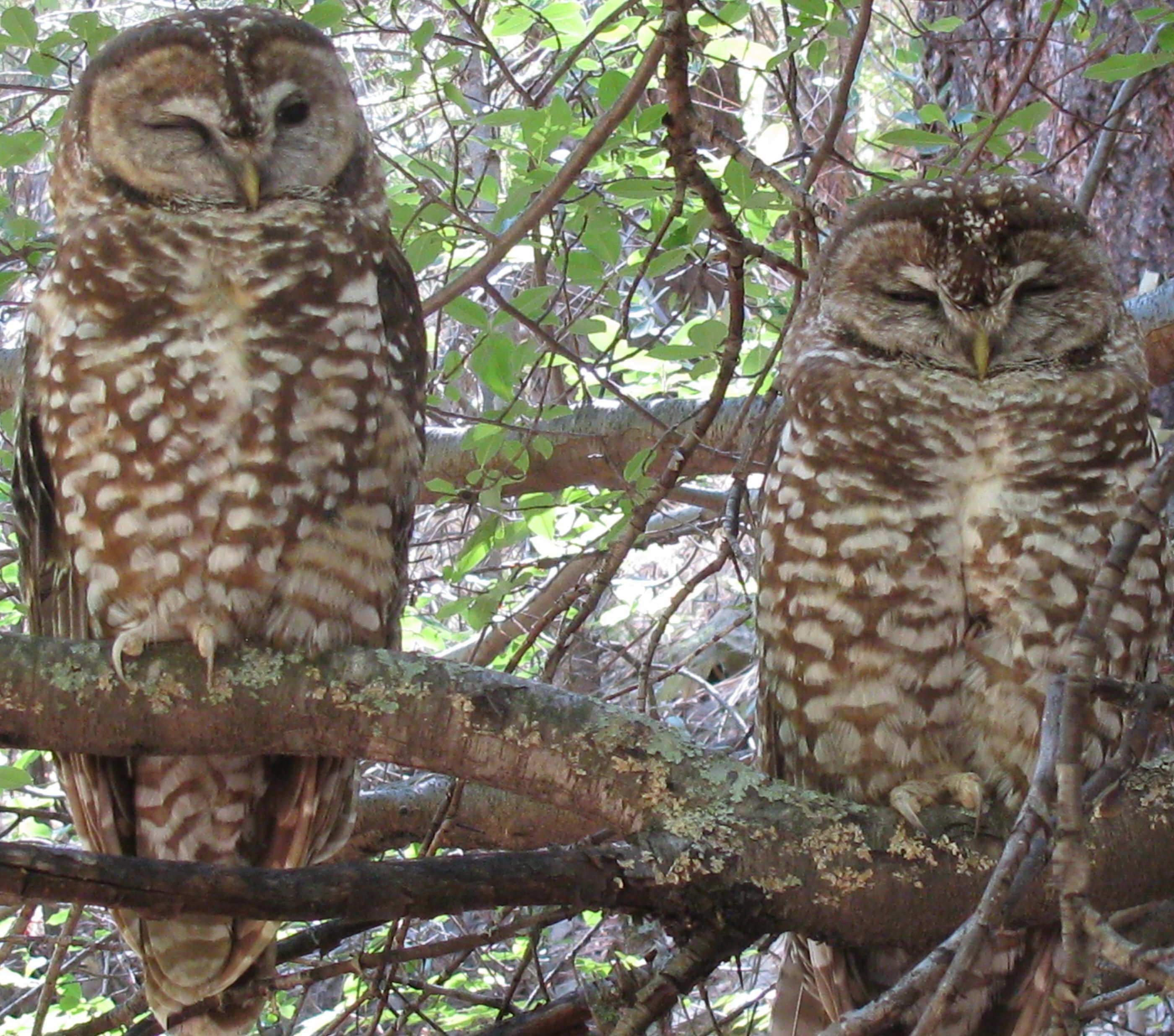 epic-convinces-feds-that-spotted-owl-may-be-endangered-lost-coast