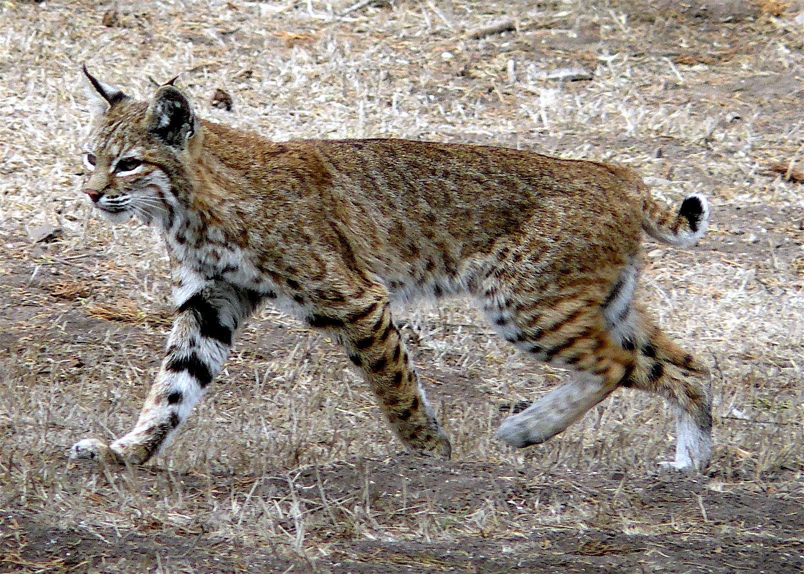 State Could Ban Bobcat Trapping At Upcoming Meeting In Fortuna Lost