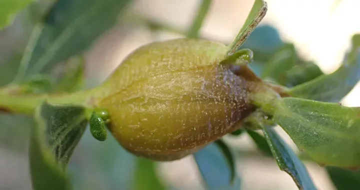 Gnorimoschema baccharisella