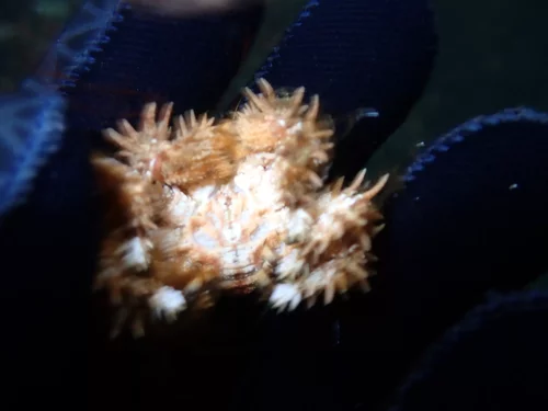 Phyllolithodes