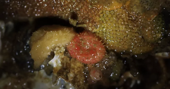Boltenia villosa