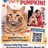 Image for Pumpkin - America's NEXT Favorite Pet?