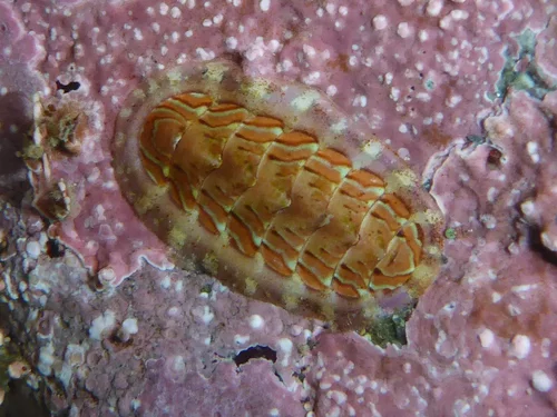 Tonicella