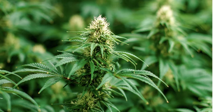 The State May Soon Pass a Cannabis Tax Cut. Critics Say It Will Cost Kids and the Environment