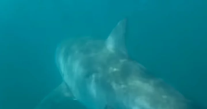 (VIDEO) Two Up-Close Great White Shark Encounters Reportedly Recorded ...