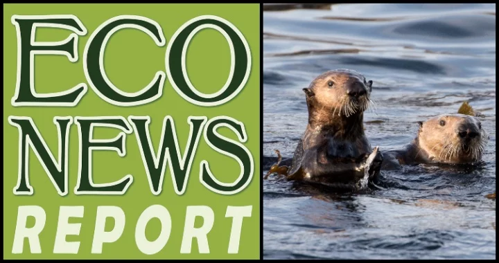 Sea Otters Could Get New Home in San Francisco Bay - Scientific American