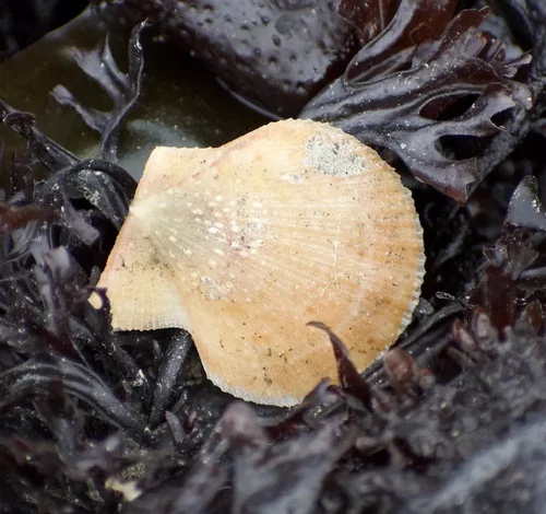 Crassadoma