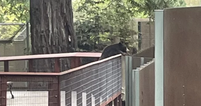 Wild Bear Visits Zoo Bears