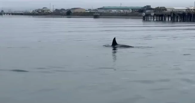 Orcas!