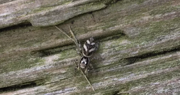 Salticus scenicus