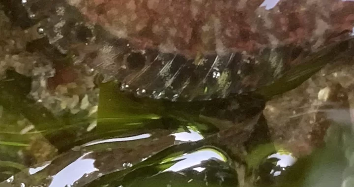 Chirolophis nugator