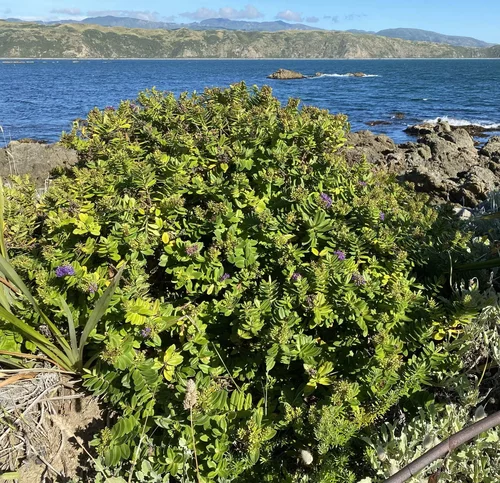Pseudoveronica