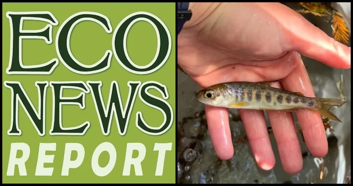 THE ECONEWS REPORT: Fish-killing Chemical Found in Local Water