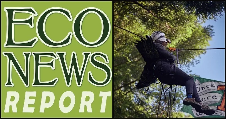 THE ECONEWS REPORT: Treesits and Forest Defense in 2020 | Lost Coast ...