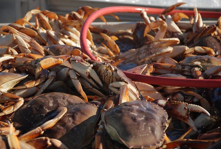 Dungeness Crab Season to Start This Week, After Fishermen and Seafood