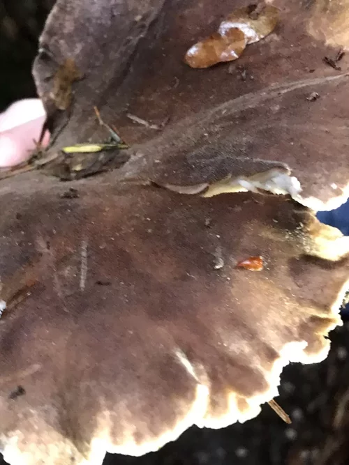 Jahnoporus