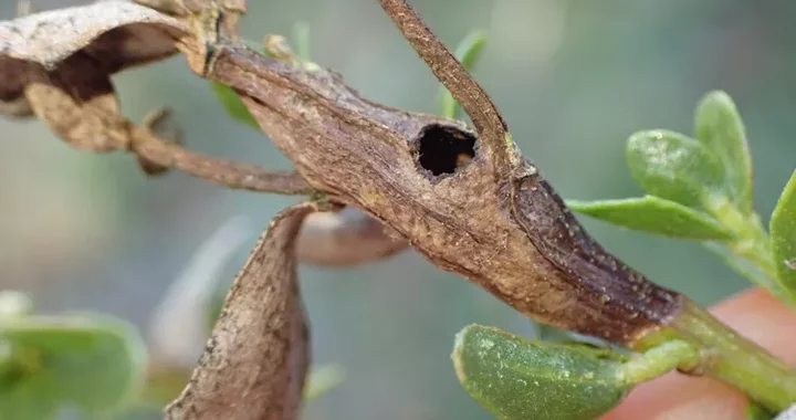 Gnorimoschema baccharisella