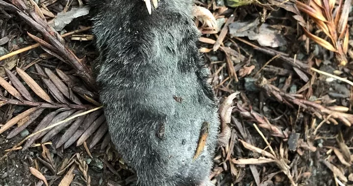 Neurotrichus gibbsii