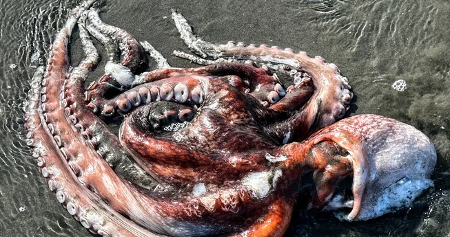 Big Octopus Ashore!