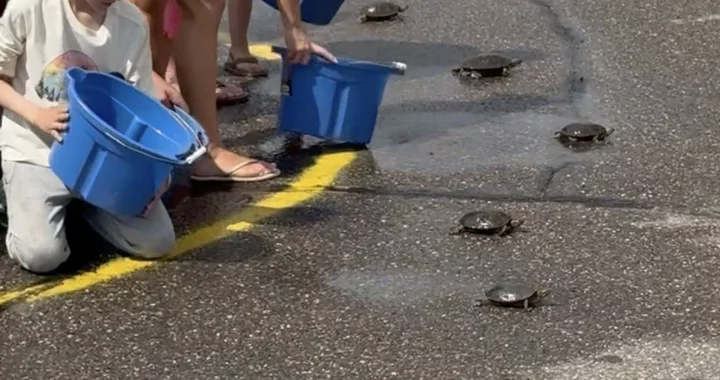 (VIDEO) LoCO SPORTS! A Humboldt Kid and a Speedy* Turtle Just (Shell)Shocked the World