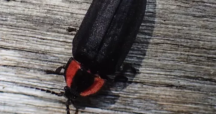 Ellychnia californica