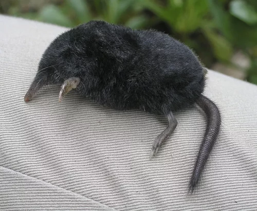 Talpinae