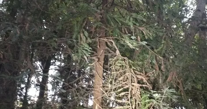 Sequoia sempervirens