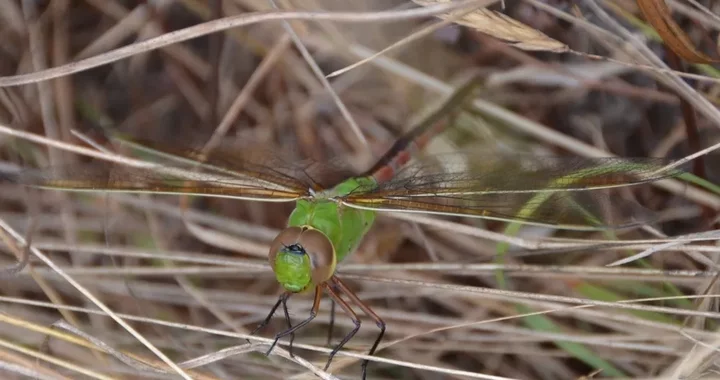 Anax junius