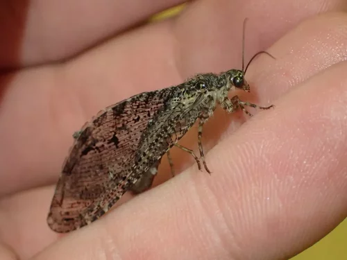 Polystoechotes