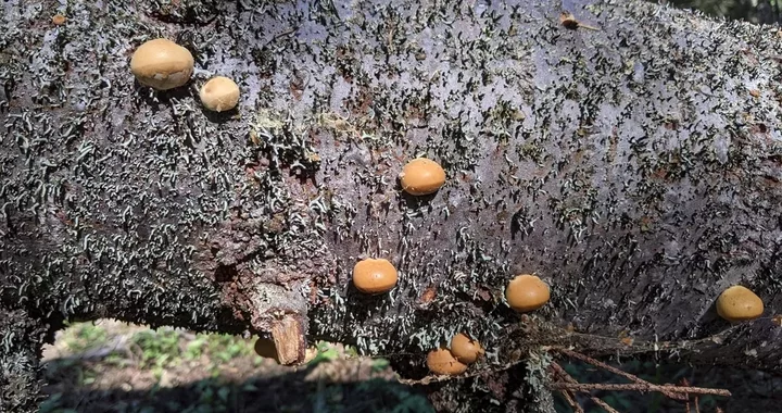 Cryptoporus volvatus