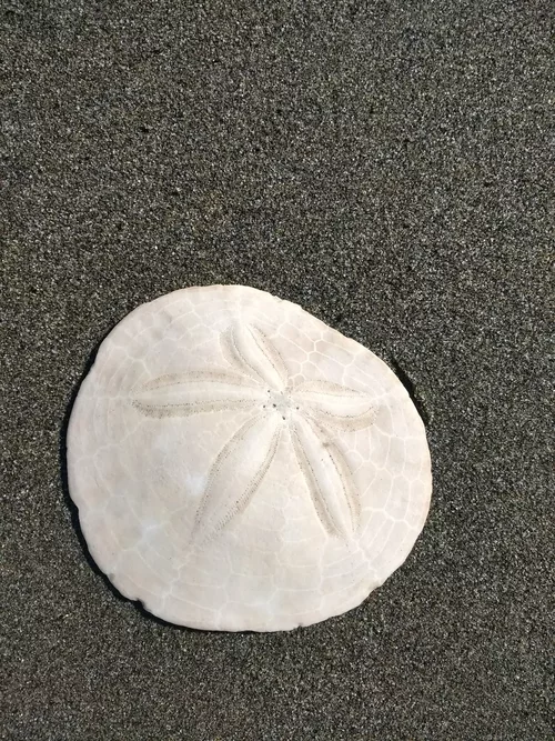 Dendraster
