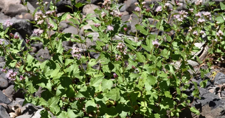 Ageratina occidentalis
