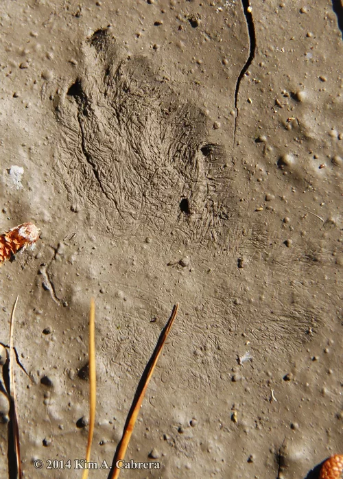 Lepus