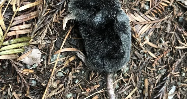 Neurotrichus gibbsii
