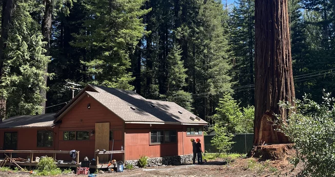 Redway Redwood Removal Halted