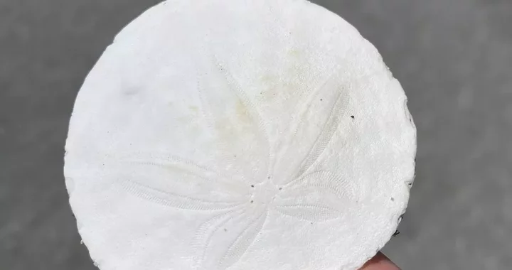Dendraster excentricus