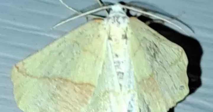 Sicya macularia