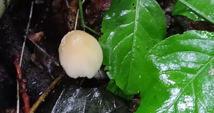 Coprinellus domesticus