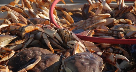 Dungeness crab season begins this week, after fishermen and seafood processors complete the price negotiations Lost Coast outpost