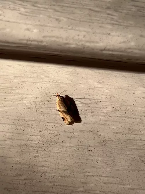 Clepsis