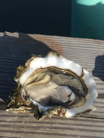 Image for KUMAMOTO OYSTERS FOR SALE