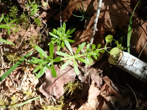 Galium aparine
