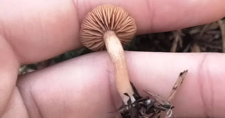Tubaria furfuracea