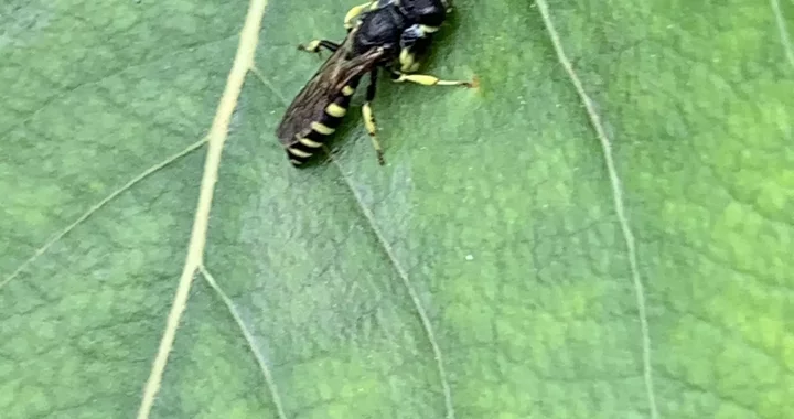 Crabro latipes