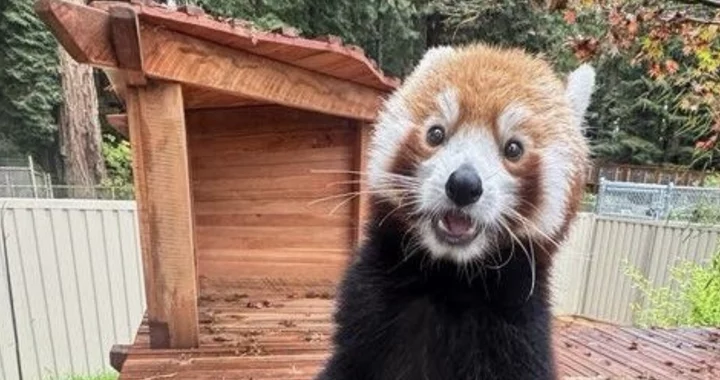 Saffron, the Sequoia Park Zoo's New-ish Red Panda, Is Out and About and Seems to Be Enjoying His New Digs