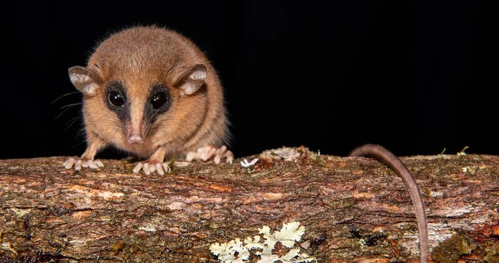 NEW POSSUM JUST DROPPED: Cal Poly Humboldt Researcher Announces Confirmation of New Species Discovered During Trip to Peruvian Andes