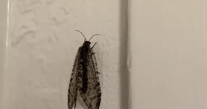 Polystoechotes punctata