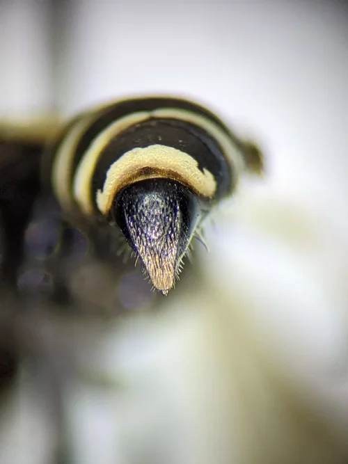 Crabroninae