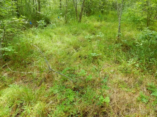 Carex pallescens