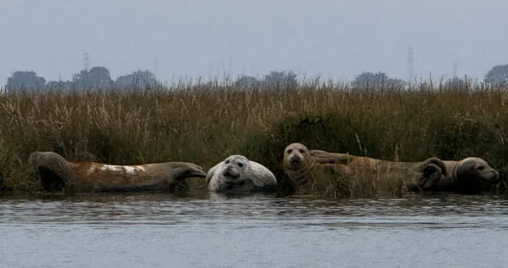 Please, For the Love of God, Do Not Touch the Seals
